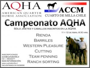 cuarto de milla chile, rienda, barriles, cutting, ranch sorting, western pleasure, team penning. AQHA, ACCM