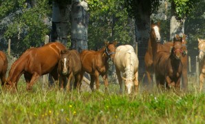 Asamblea Ordinaria de Asociados de la Asociación Chilena de Criadores de Caballos Cuarto de Milla A.G